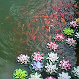 No Title  A pond in the temple area, boasting with fish and (fake) water lilys.